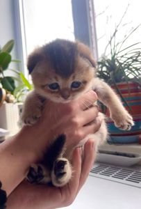 Котята британцы золотые шиншилы