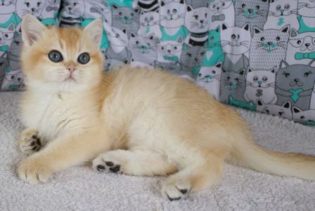 Золота шиншила