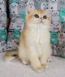 Золота шиншила