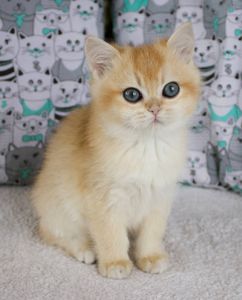 Золота шиншила