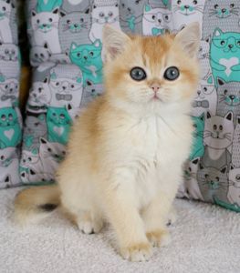 Золота шиншила