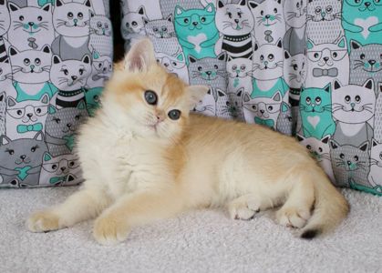 Золота шиншила