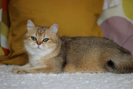 Кішка Шиншила