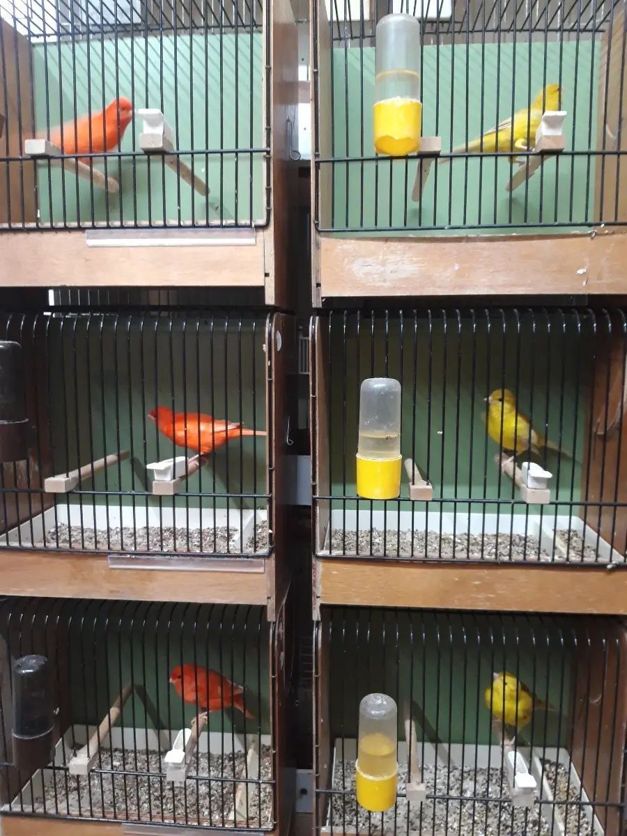 Кенарі та канарки різного кольору та віку