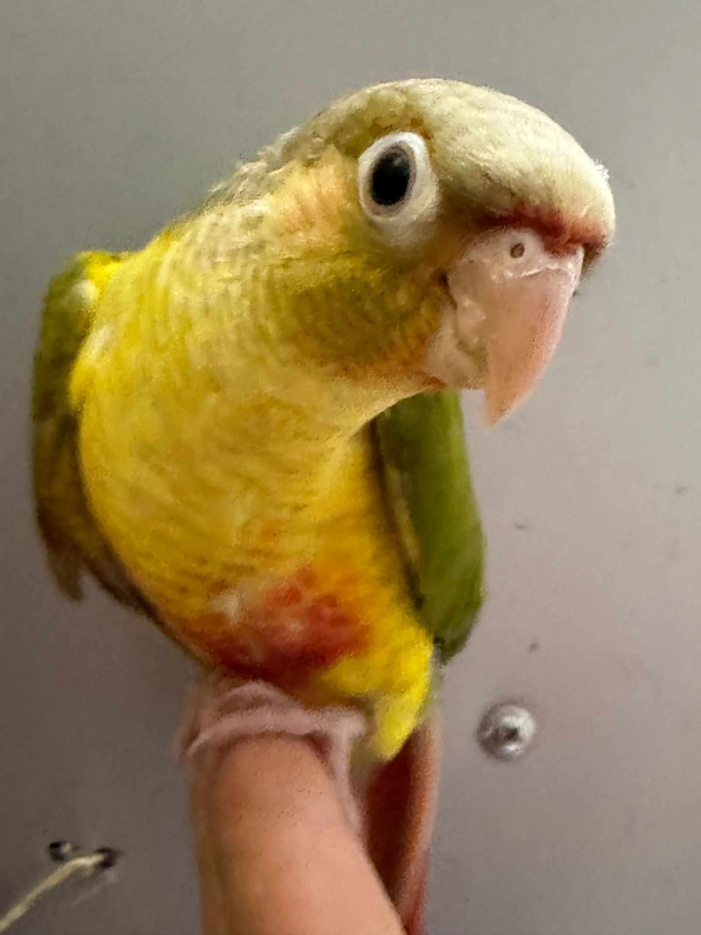 Ручні піррура ананас пташенята