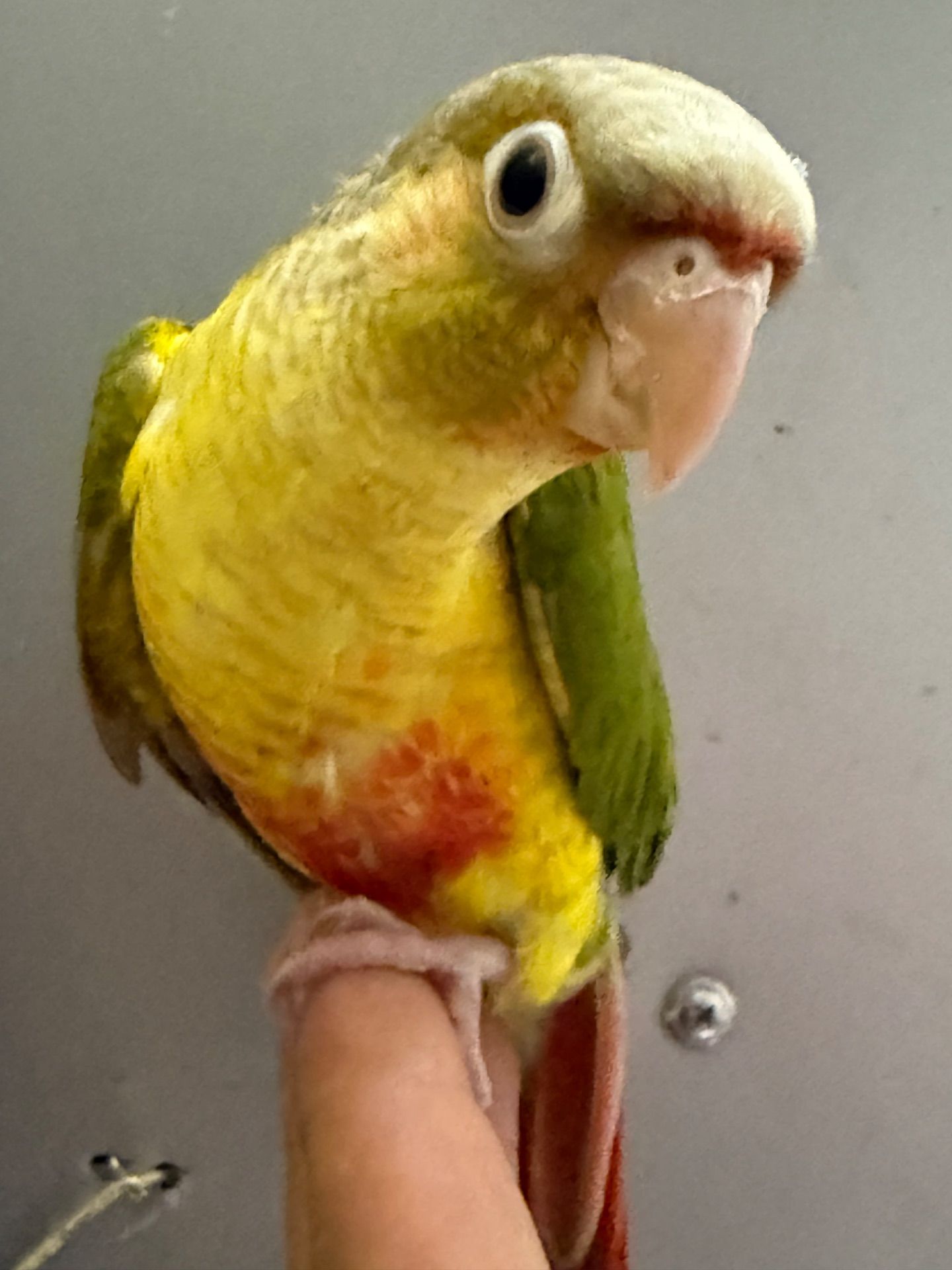 Ручні піррура ананас пташенята