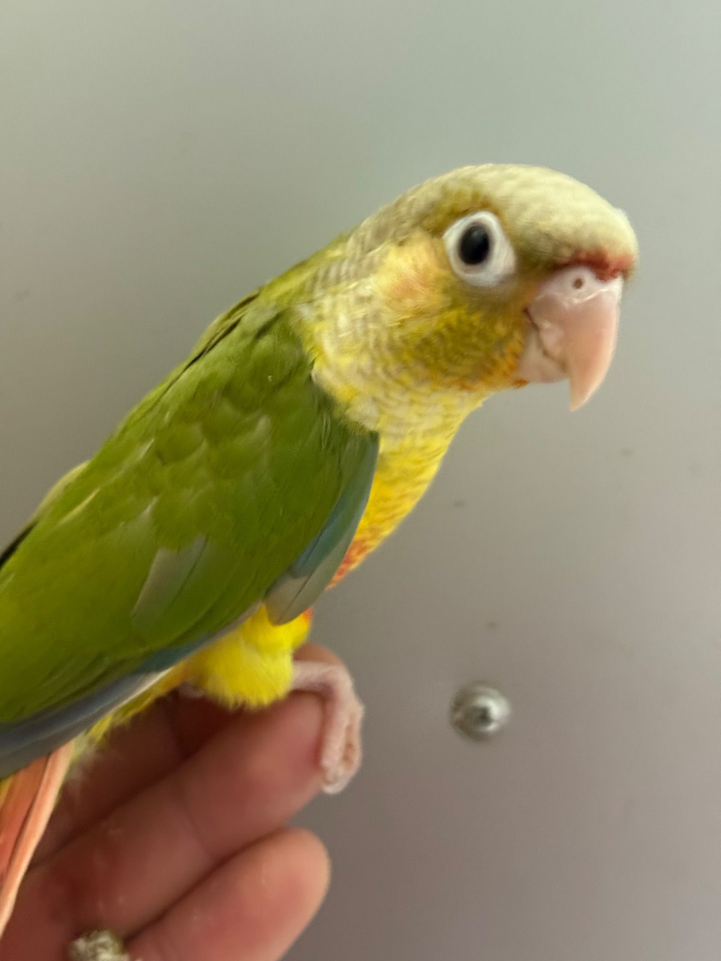 Ручні піррура ананас пташенята