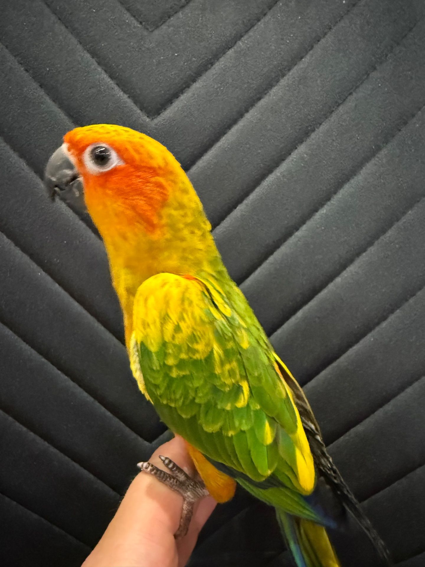 Аратинга солнечный