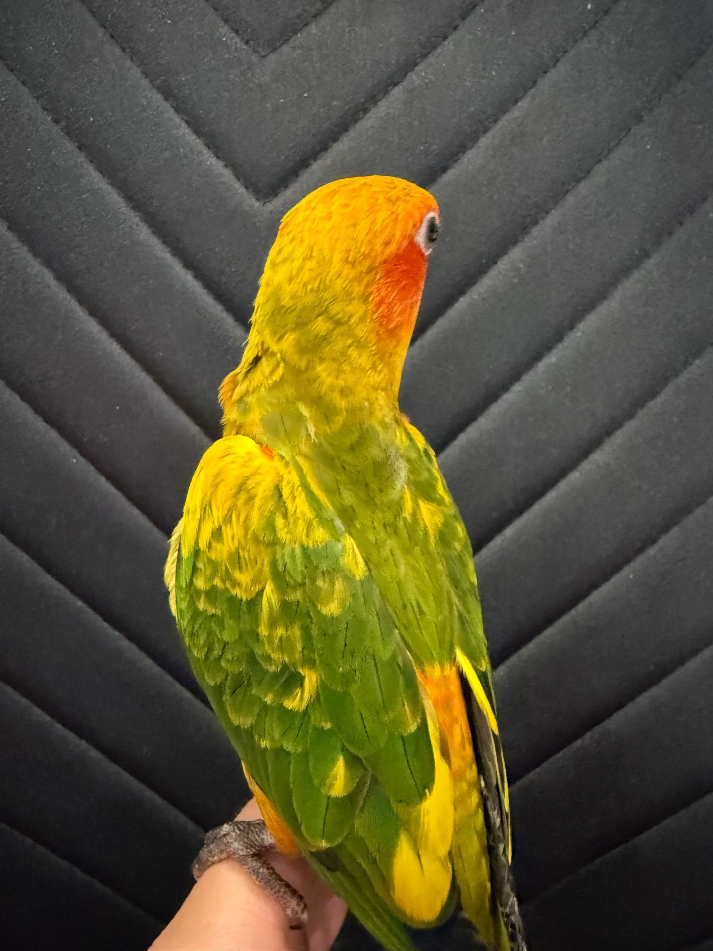 Аратинга солнечный