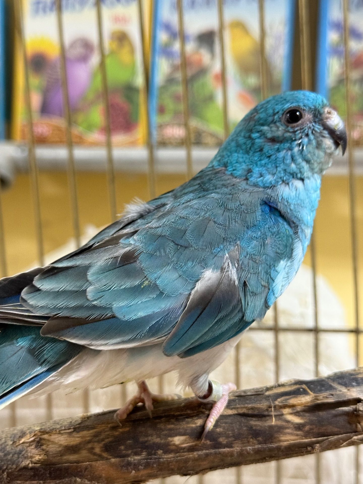 Достака по Украине певчие попугаи