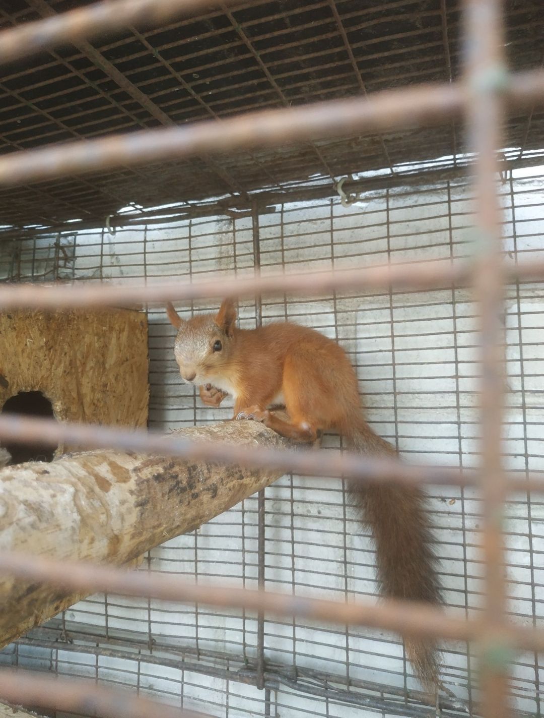 Продам белку