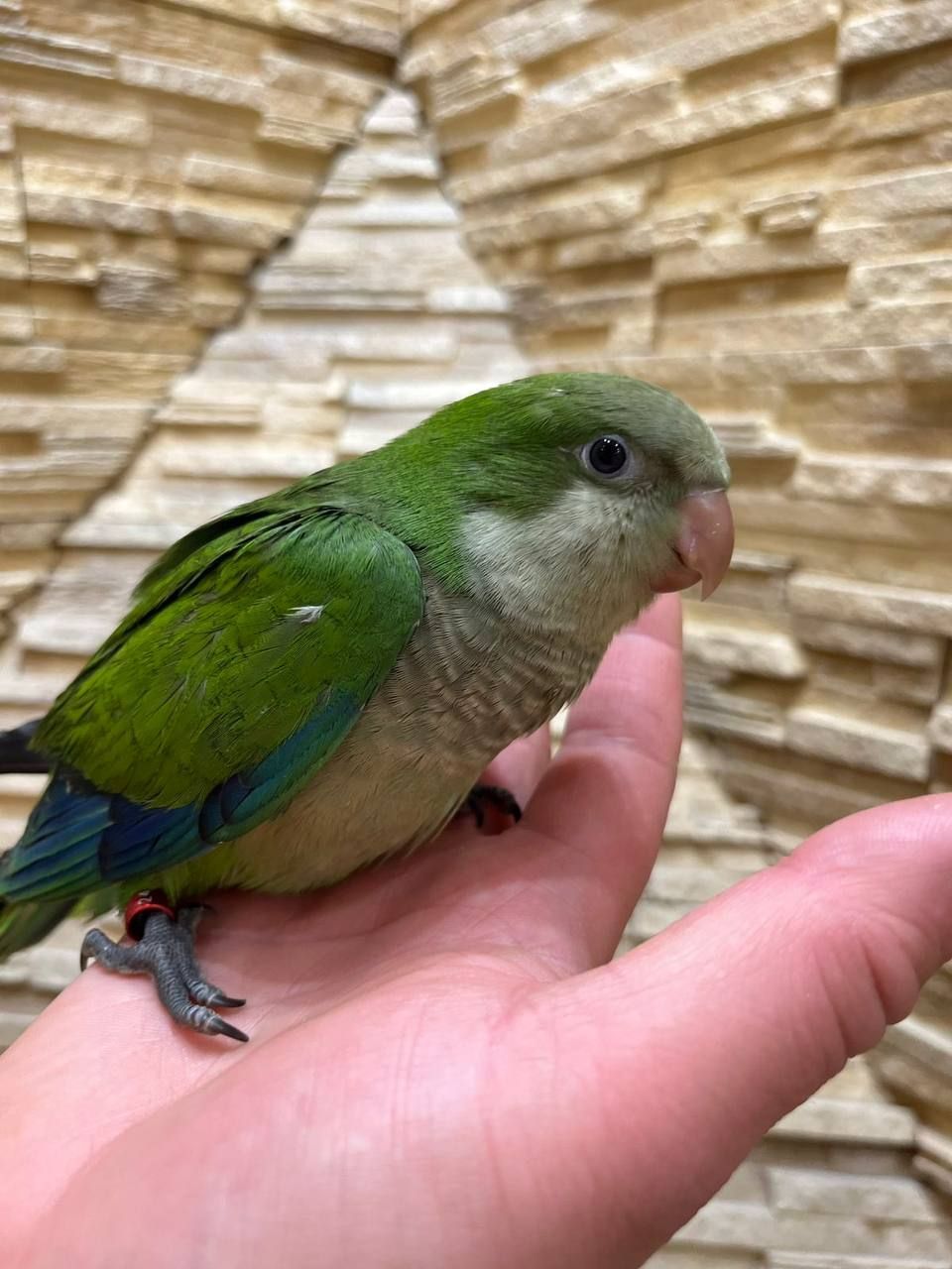 Ручні Квакер - каліта монах викормиші, говорящий папуга