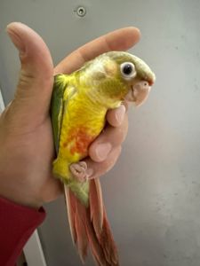 Ручні піррура ананас пташенята