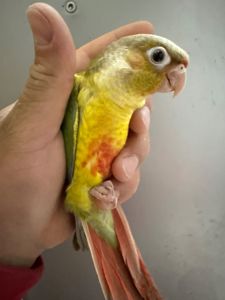 Ручні піррура ананас пташенята