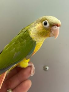 Ручні піррура ананас пташенята