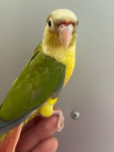 Ручні піррура ананас пташенята