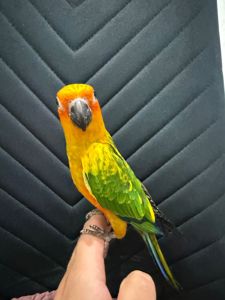 Аратинга солнечный