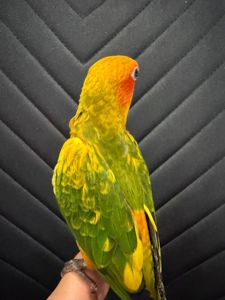 Аратинга солнечный