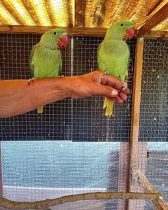 Александрийский попугай, молодняк