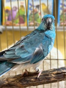 Достака по Украине певчие попугаи