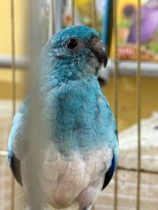 Достака по Украине певчие попугаи