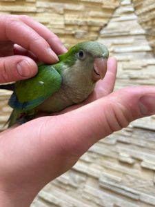 Ручні Квакер - каліта монах викормиші, говорящий папуга