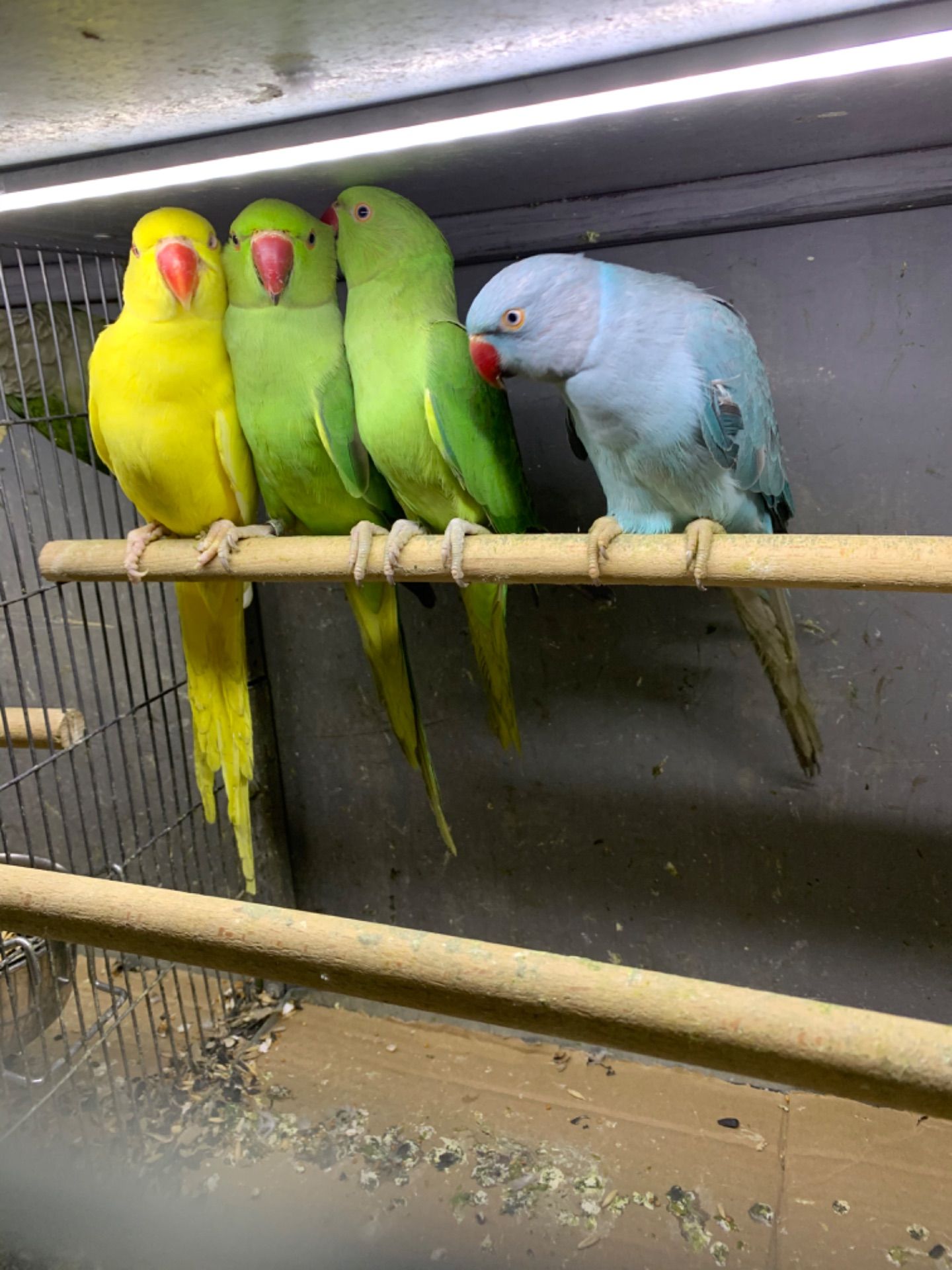 Ожерелові пташенята молоденькі по 2 місяці