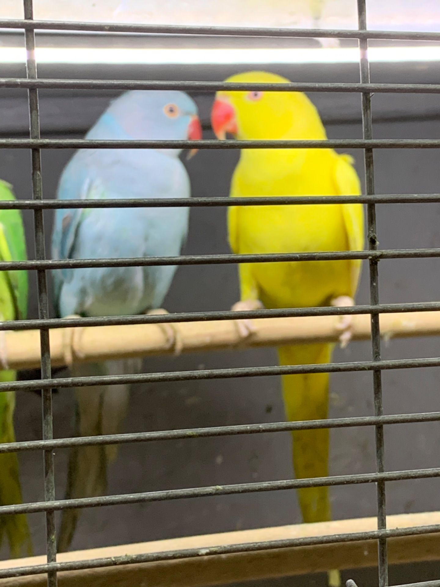 Ожерелові пташенята молоденькі по 2 місяці