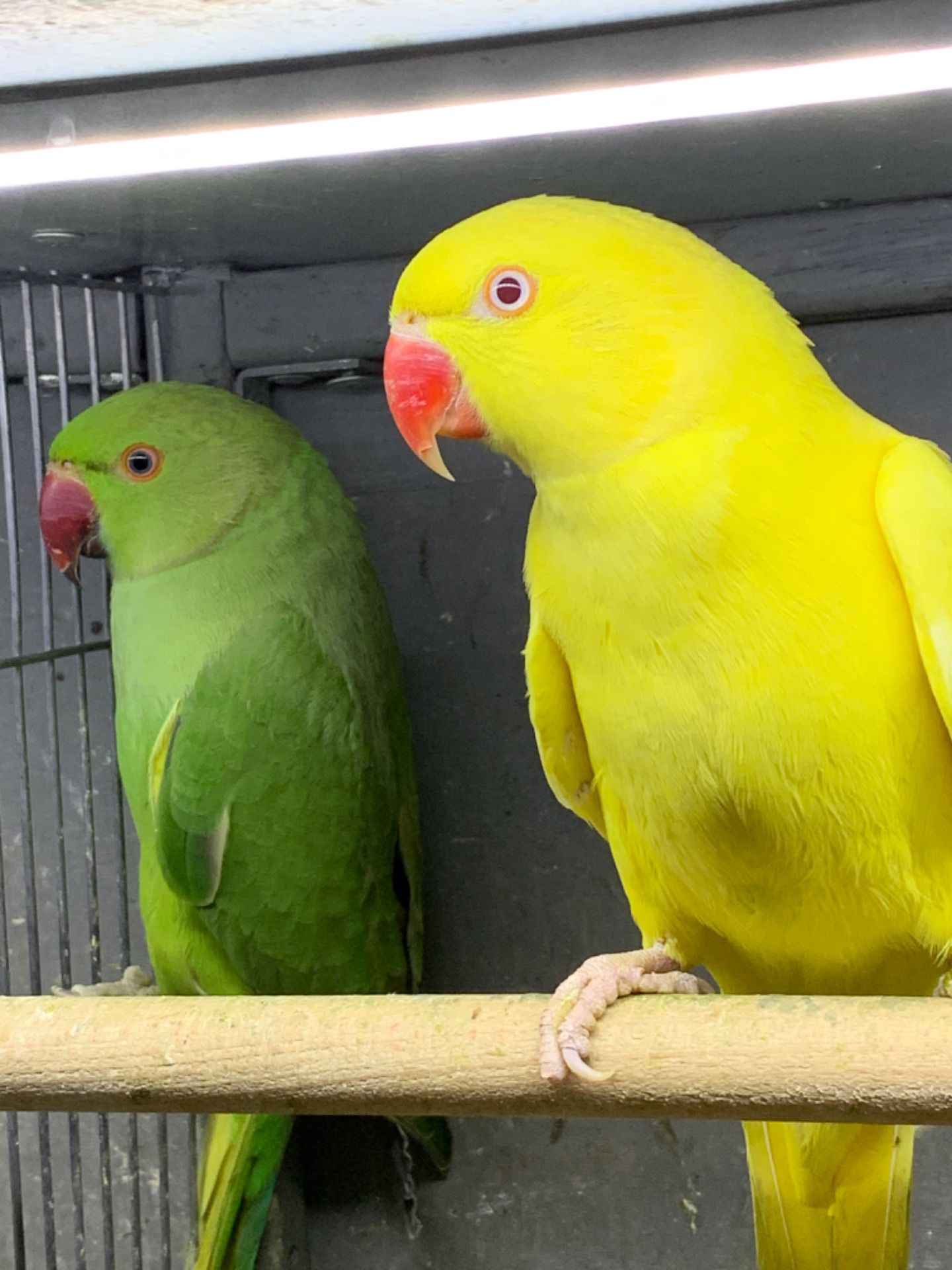 Ожерелові пташенята молоденькі по 2 місяці