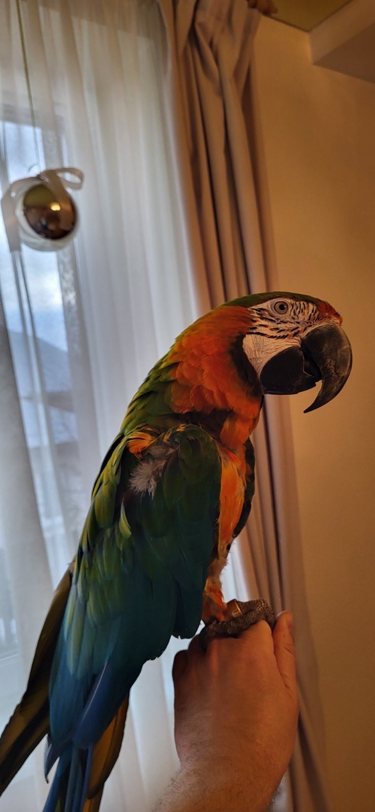 Говорящий и ручной попугай Ара