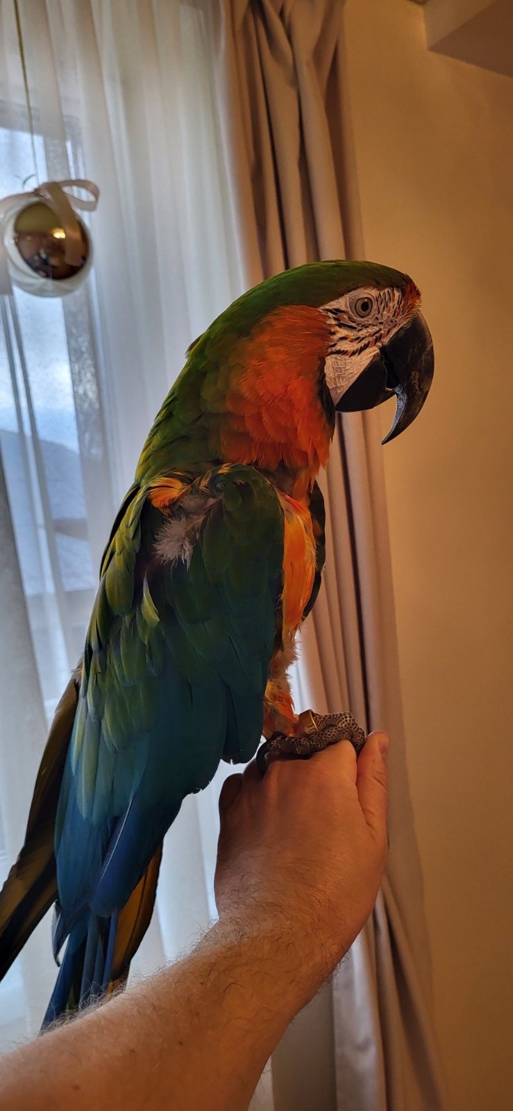 Говорящий и ручной попугай Ара