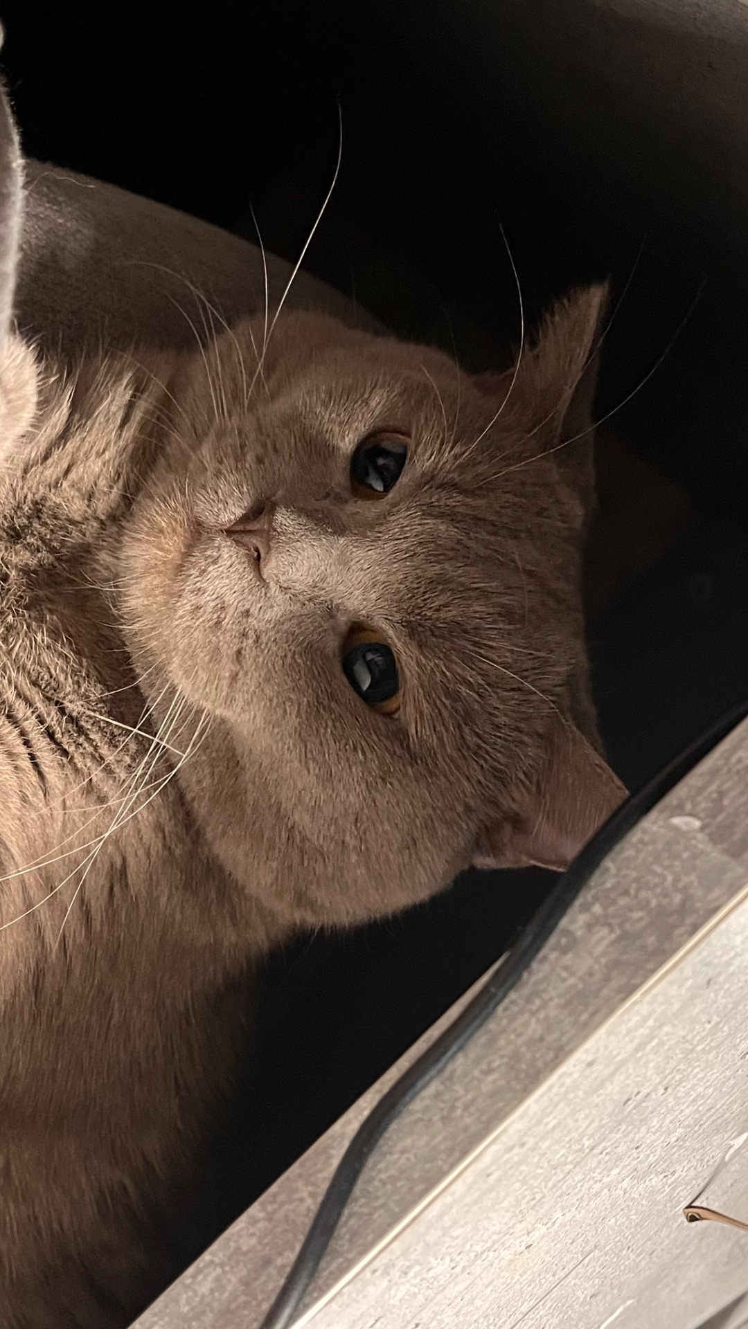 шотландський котик шукає кішечку