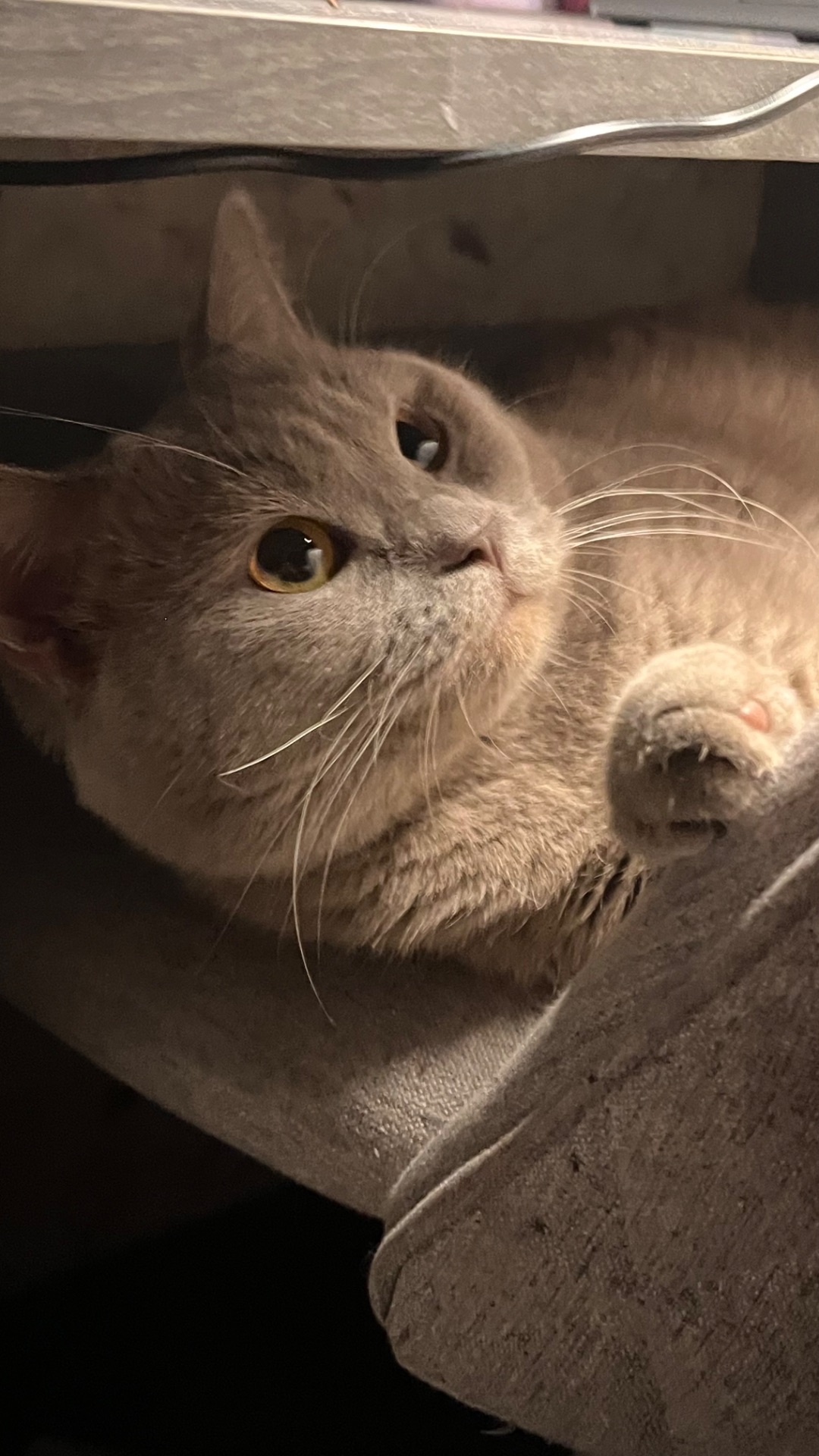 шотландський котик шукає кішечку