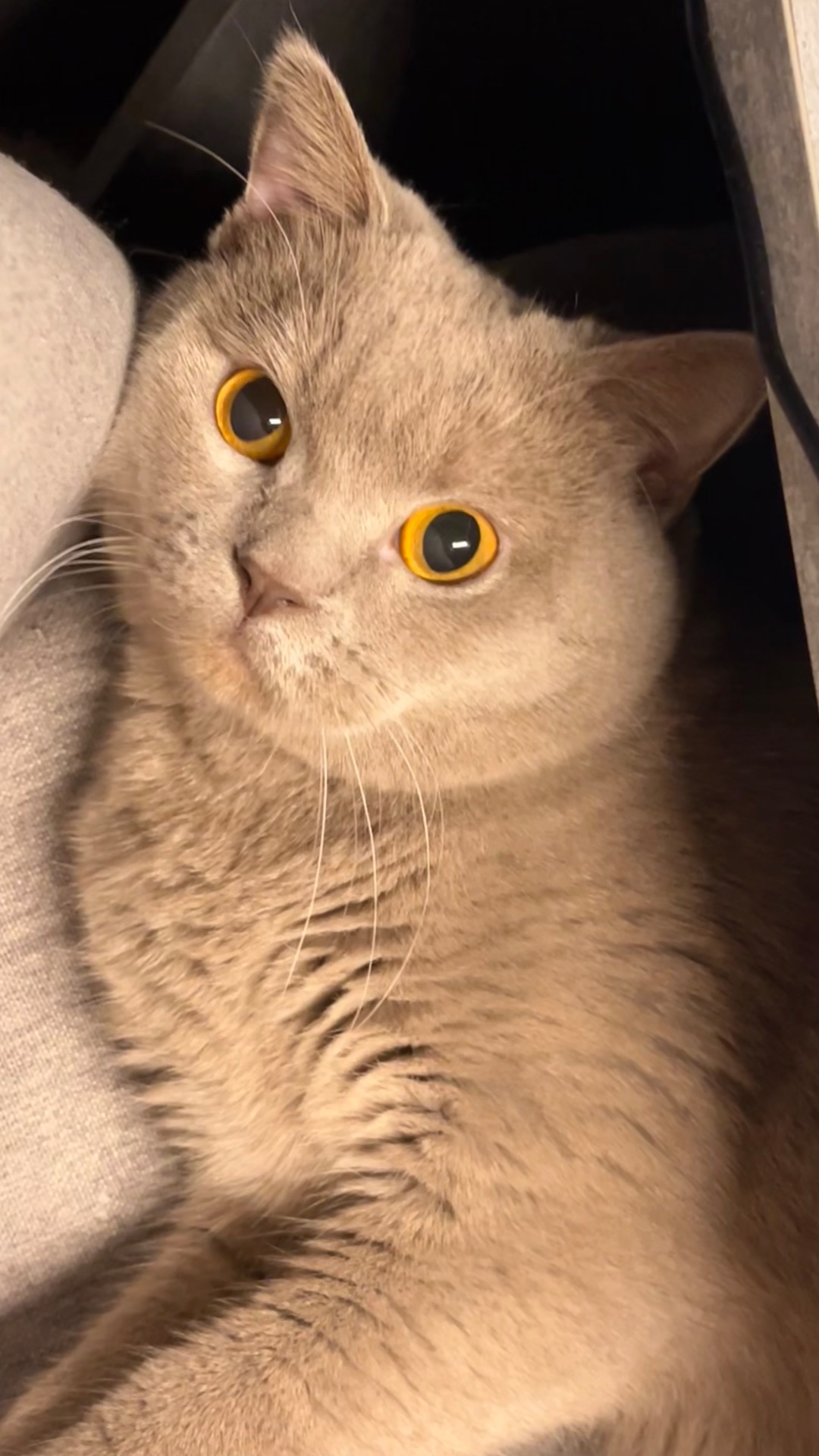 шотландський котик шукає кішечку