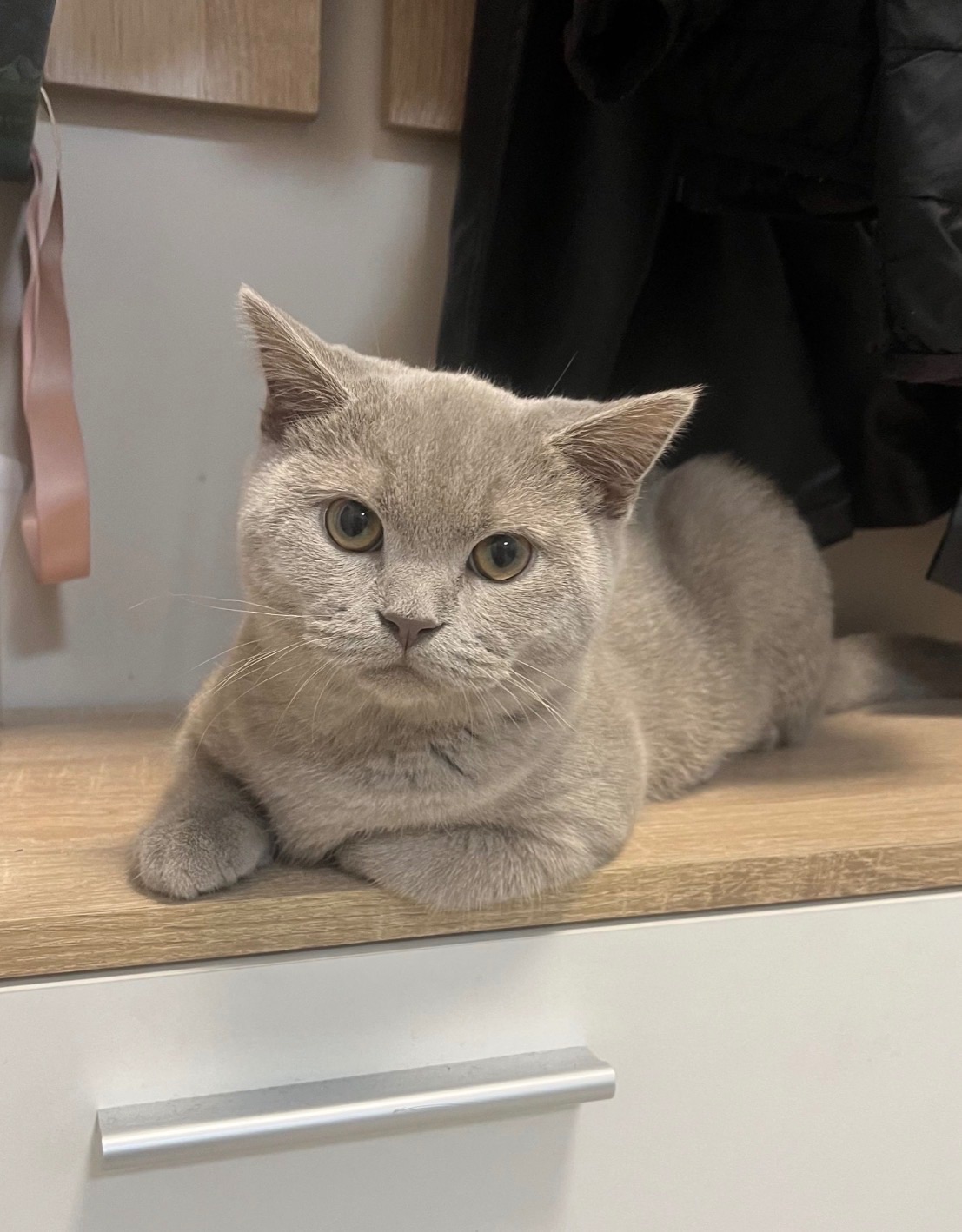 шотландський котик шукає кішечку