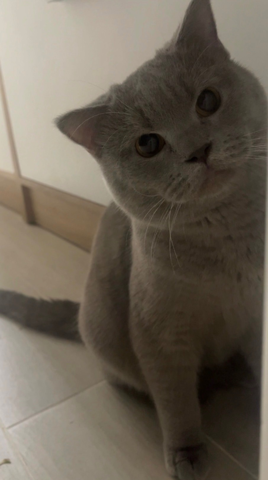 шотландський котик шукає кішечку