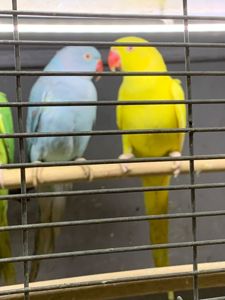 Ожерелові пташенята молоденькі по 2 місяці