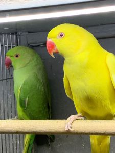 Ожерелові пташенята молоденькі по 2 місяці