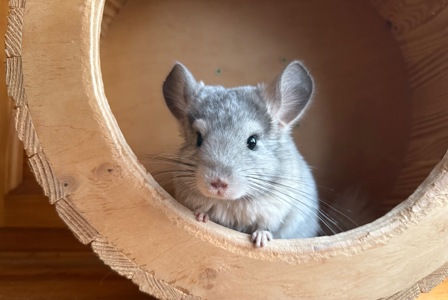 Шиншила Білий Бархат Хлопчик