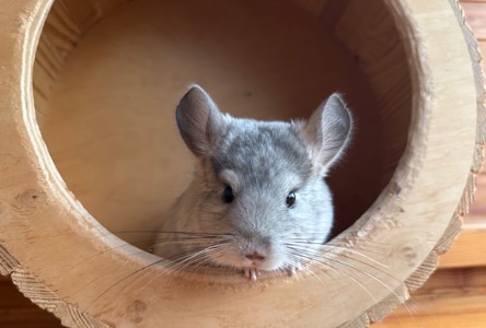 Шиншила Білий Бархат Хлопчик