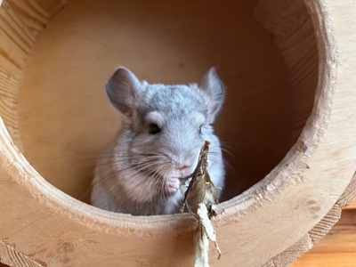 Шиншила Білий Бархат Хлопчик