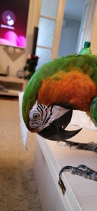 Говорящий и ручной попугай Ара