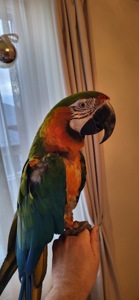 Говорящий и ручной попугай Ара