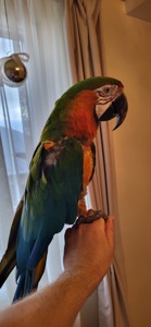 Говорящий и ручной попугай Ара