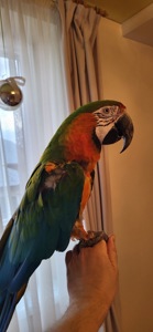 Говорящий и ручной попугай Ара