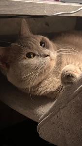 шотландський котик шукає кішечку