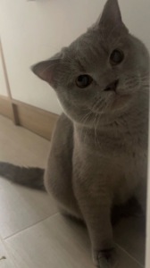 шотландський котик шукає кішечку