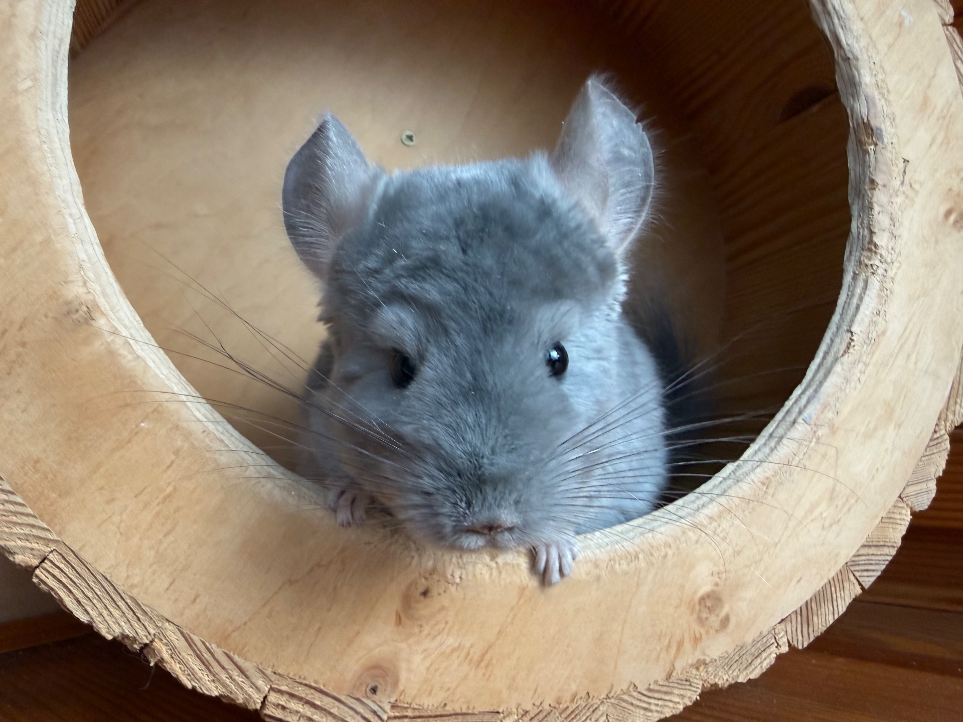 Фіолетова Шиншилка Хлопчик