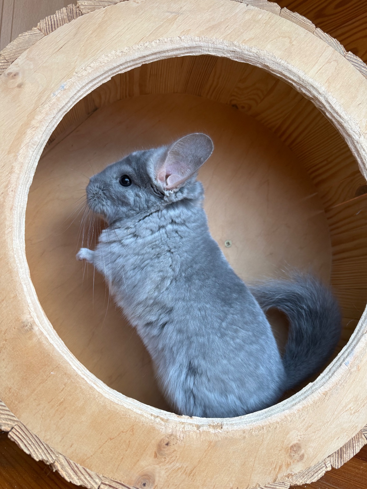 Фіолетова Шиншилка Хлопчик