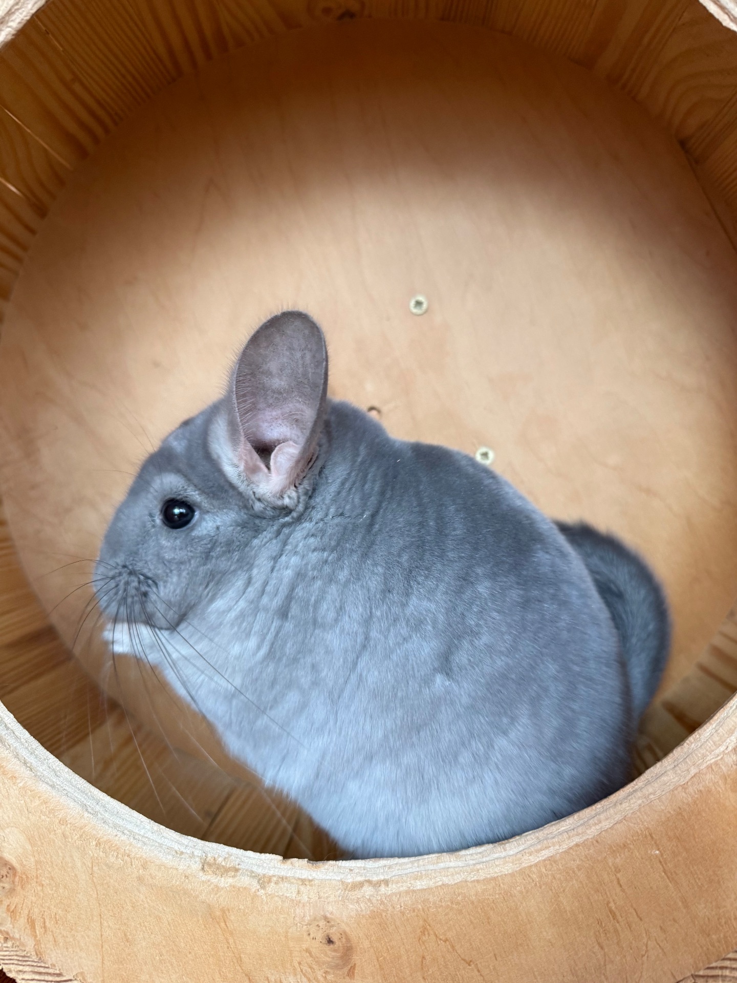 Фіолетова Шиншилка Хлопчик